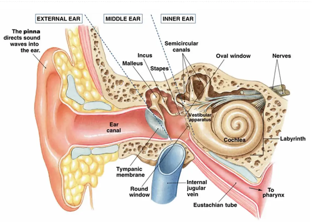 vestibular rehab near me (1) vestibular rehab near me